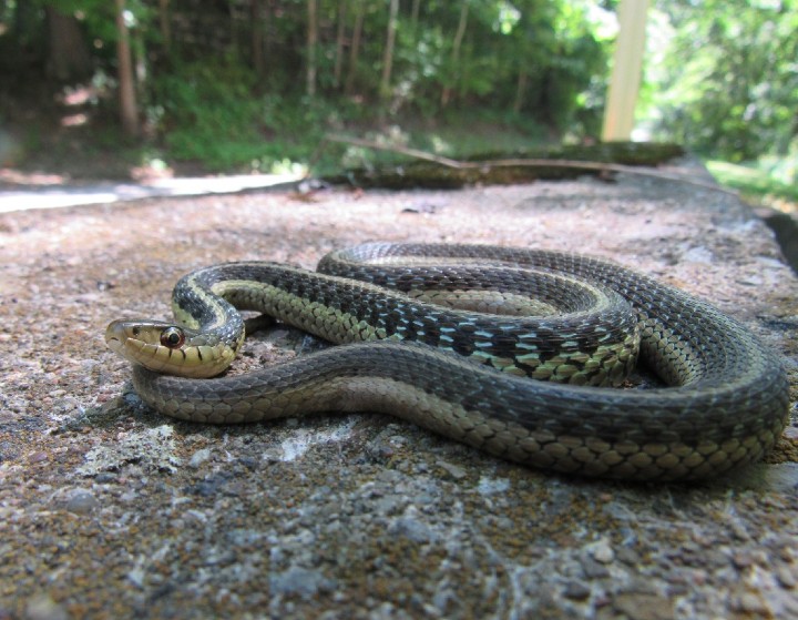 Eastern Garter Snake